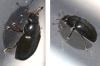 Meligethinae inconnu
